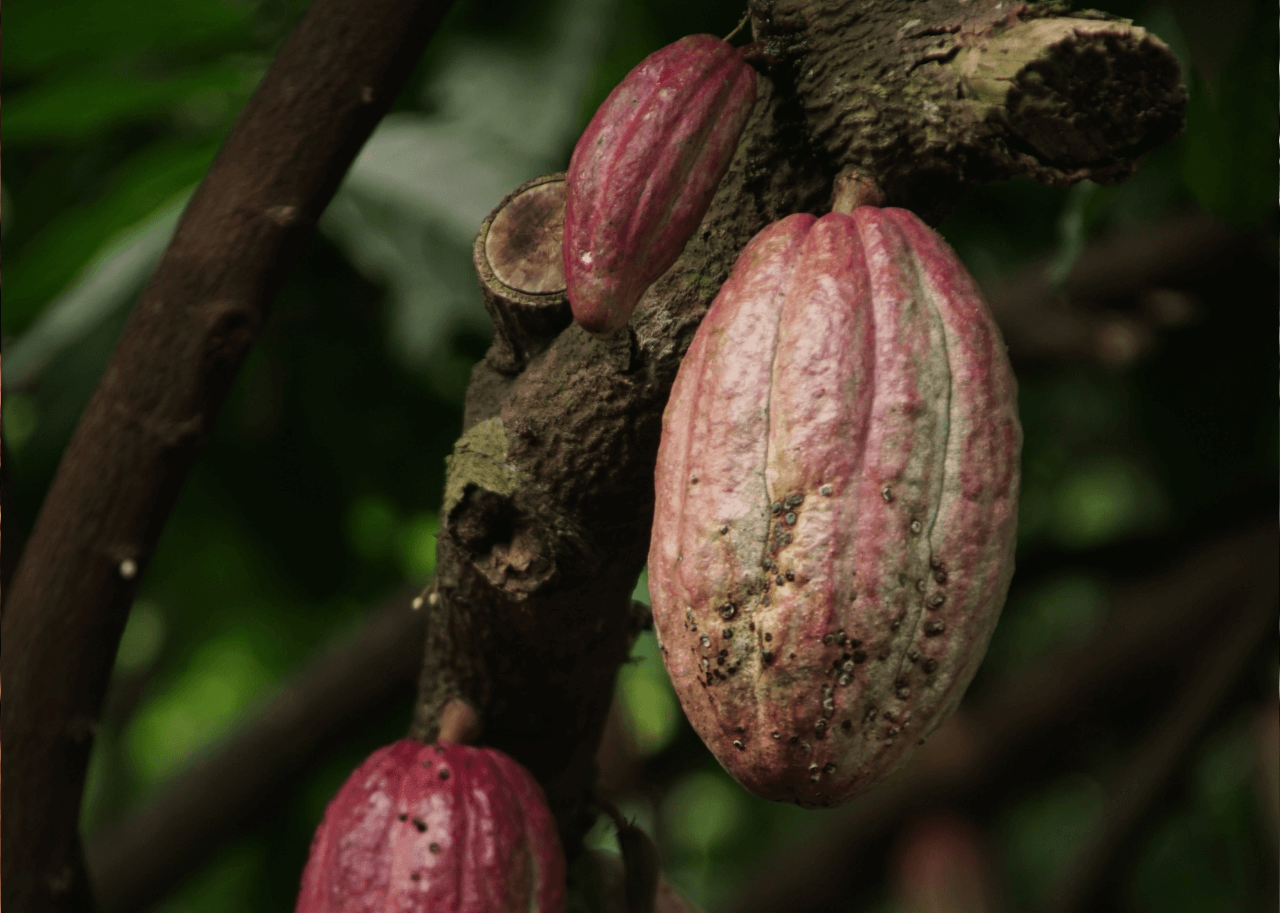 Cioccolato di Modica